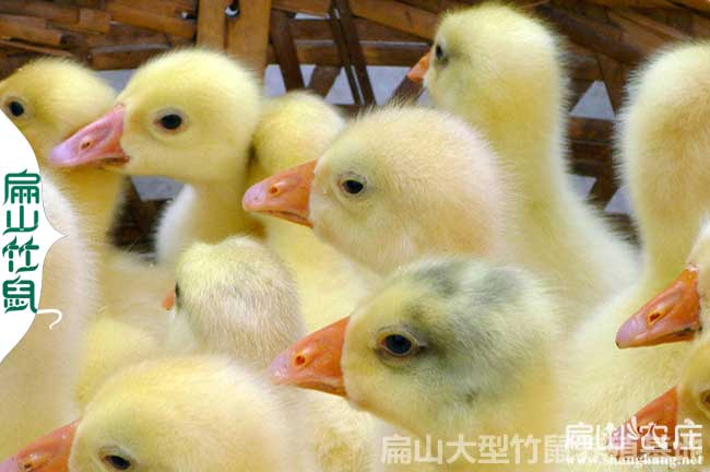柳州蛋雞母苗批發(fā) 柳州蛋雞母苗批發(fā)