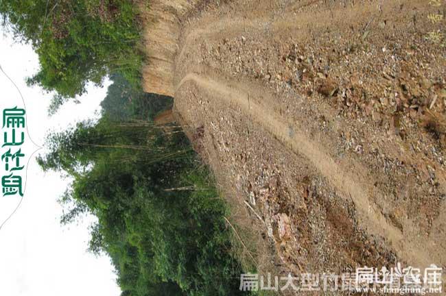 進大山的公路