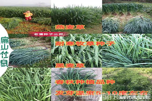 福建竹鼠甜象草種勒批發(fā)