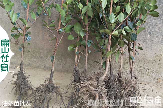 廣西高產(chǎn)嫁接油茶苗