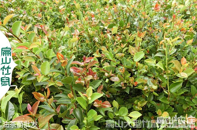 百色專業(yè)油茶合作社