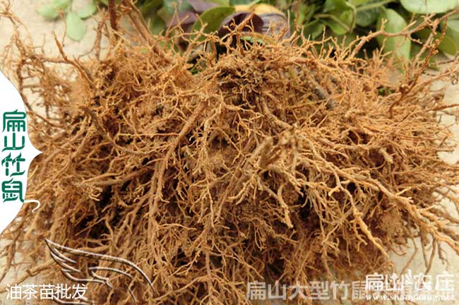 三沙?？谌齺嗁僦萦筒杳缗l(fā)基地歡迎您！