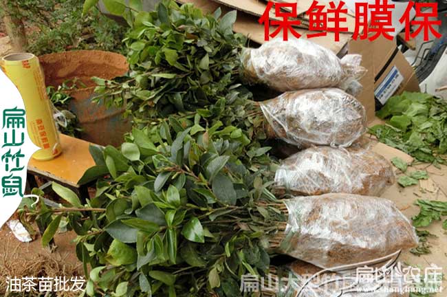 南寧專業(yè)油茶合作社