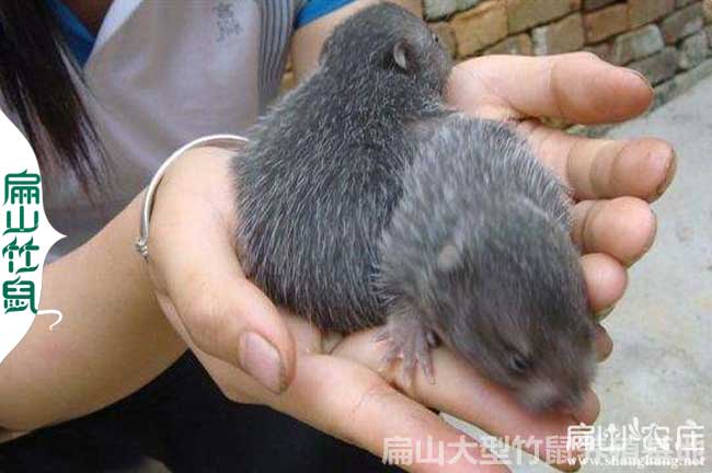 安陽(yáng)竹鼠養(yǎng)殖