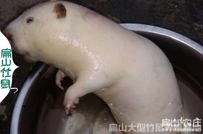 鳳城竹鼠種苗批發(fā)