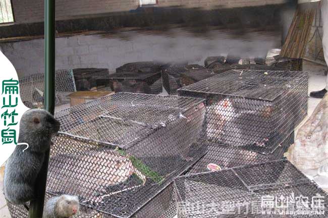 廣西竹鼠批發(fā)