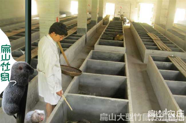 欽州竹鼠養(yǎng)殖基地