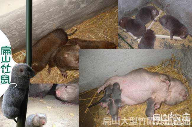 合浦竹鼠苗價(jià)格
