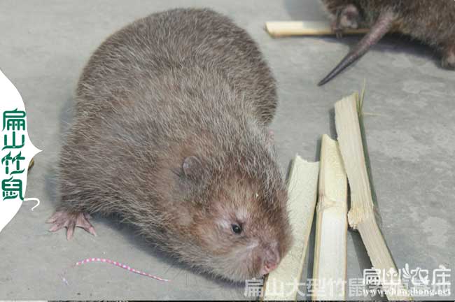 來賓竹鼠種苗繁殖