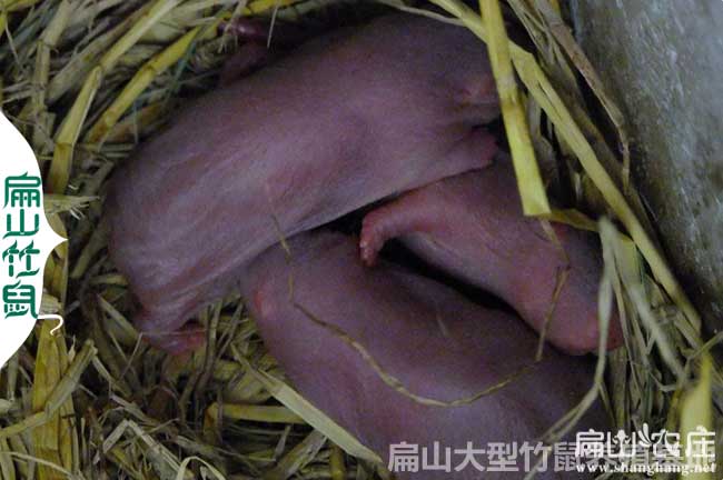 扁山竹鼠聯(lián)盟