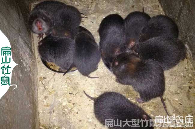 玉林附近竹鼠養(yǎng)殖場(chǎng) 廣西玉林竹鼠苗商品鼠收購(gòu)價(jià)格380元/對(duì)