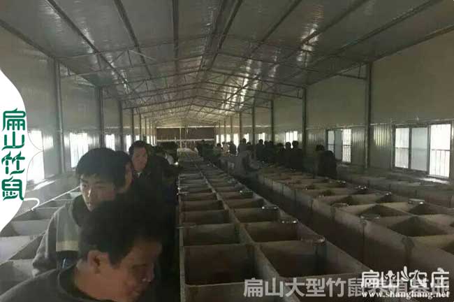 威寧竹鼠養(yǎng)殖