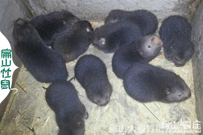 安龍竹鼠養(yǎng)殖