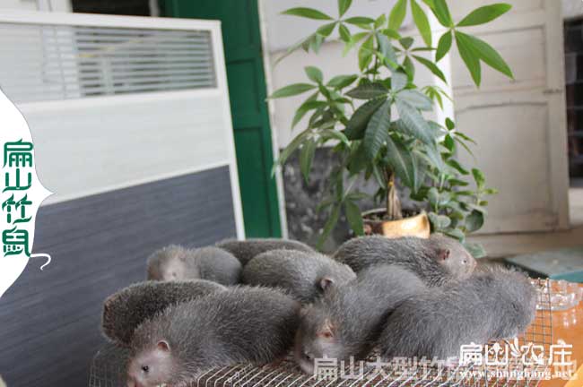 河池竹鼠養(yǎng)殖