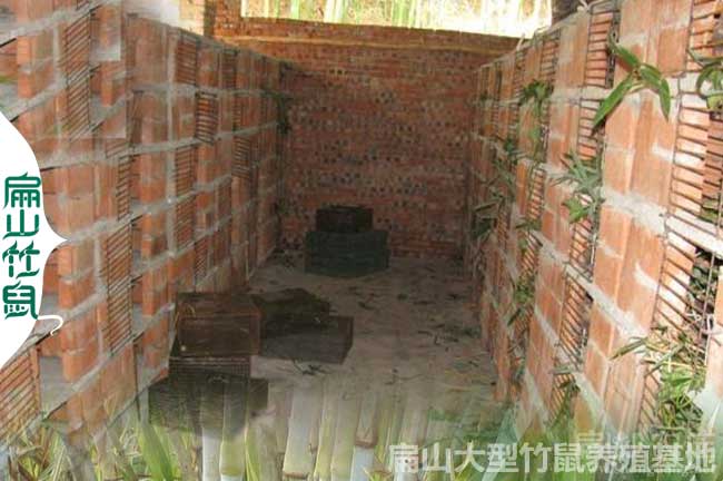 竹鼠喜歡什么樣的溫度
