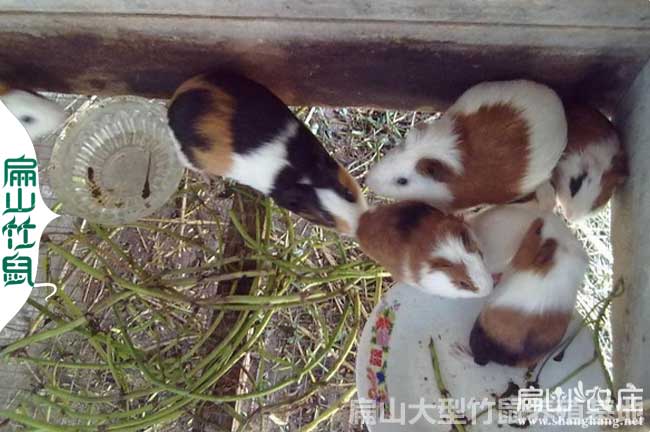 賀州竹鼠養(yǎng)殖基地包技術