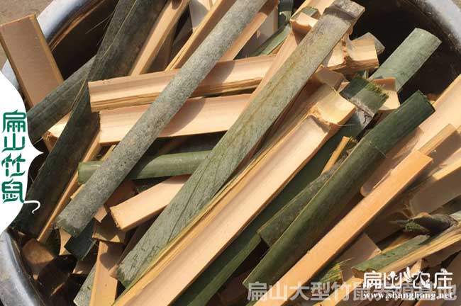 深圳竹鼠養(yǎng)殖