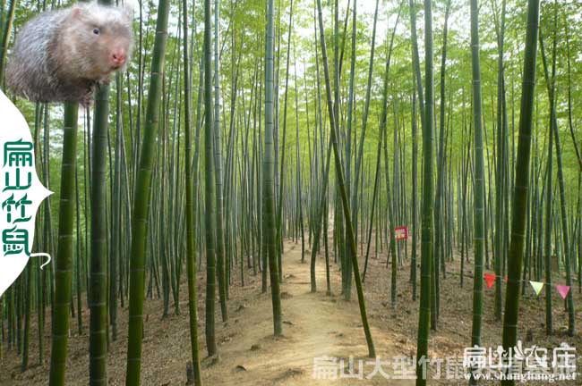 岳陽(yáng)竹鼠養(yǎng)殖