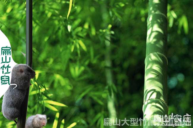 邵陽(yáng)竹鼠養(yǎng)殖基地