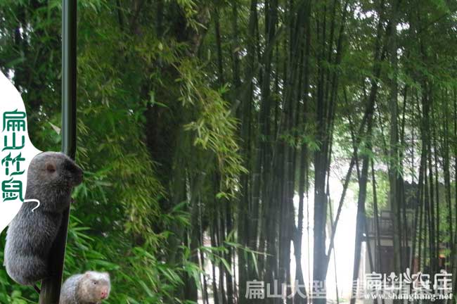 湖南婁底雙峰縣竹鼠養(yǎng)殖
