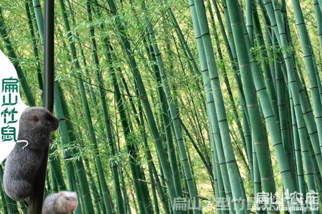 上思竹鼠養(yǎng)殖基地