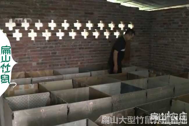 上林竹鼠養(yǎng)殖基地