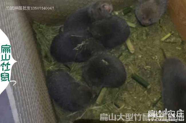 陽新竹鼠養(yǎng)殖大中基地
