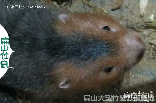 資源清場(chǎng)竹鼠