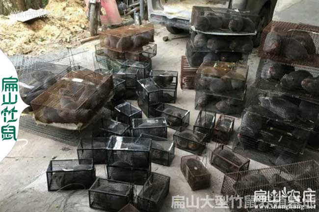 江西50-300對竹鼠養(yǎng)殖基地 江西贛州野兔紅頰種苗493元/對