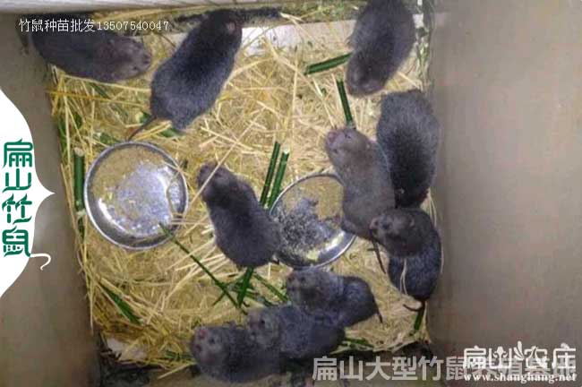 湖南竹鼠種苗價格