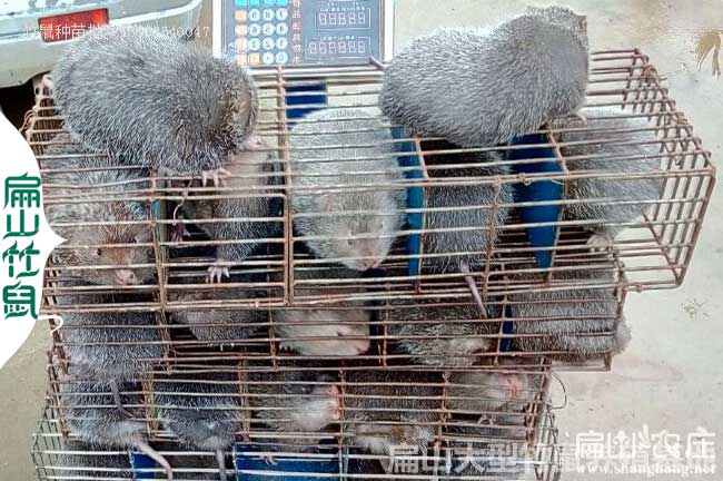 屏邊竹鼠種苗批發(fā)