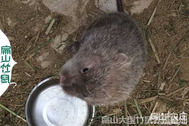 龍勝竹鼠種苗價(jià)格