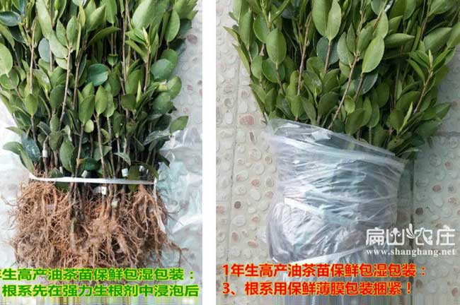 張家界茶樹(shù)苗
