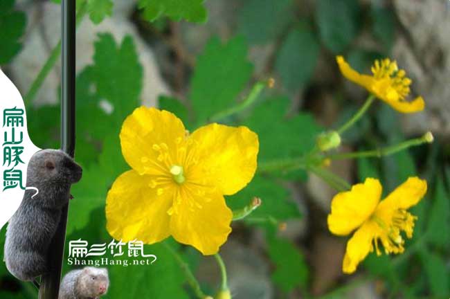 三明蜜蜂養(yǎng)殖技術