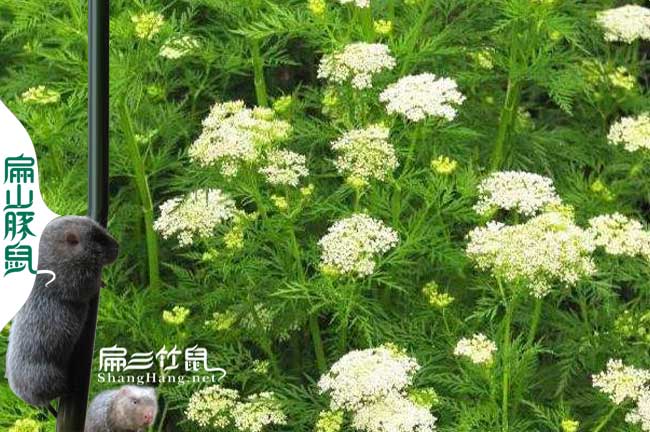 安徽蜜蜂養(yǎng)殖