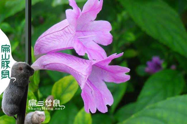 泉州蜜蜂養(yǎng)殖技術