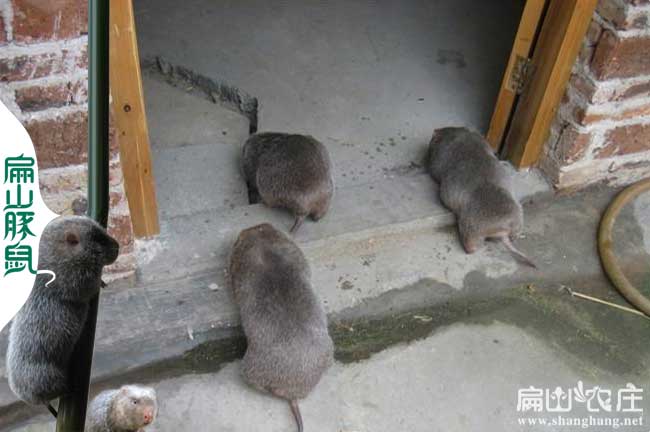 竹鼠吃仔如何解決