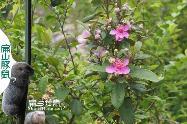 江西蜂蜜