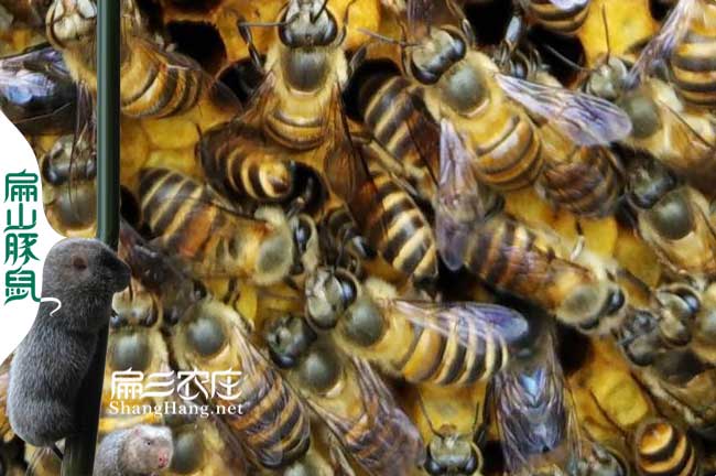 江西蜂群批發(fā)