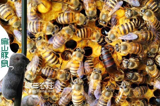 江西中蜂群批發(fā)