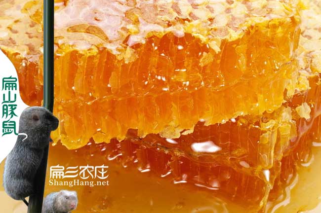阜陽(yáng)蜂巢蜜群批發(fā)