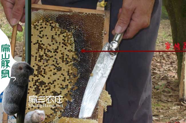 江西蜜蜂養(yǎng)殖技術(shù)培訓