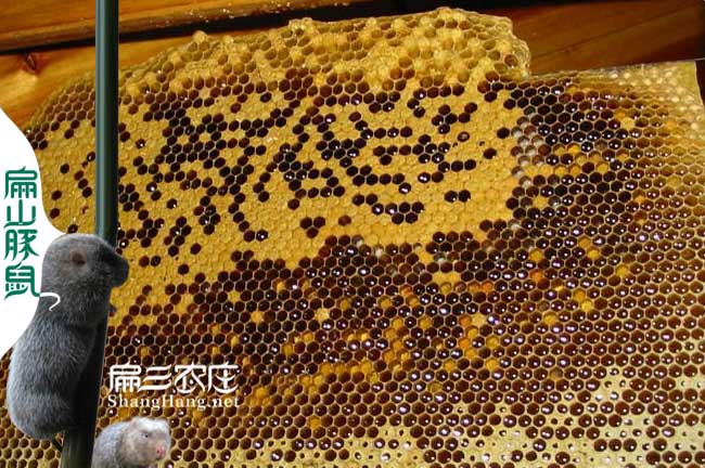江西蜜蜂養(yǎng)殖