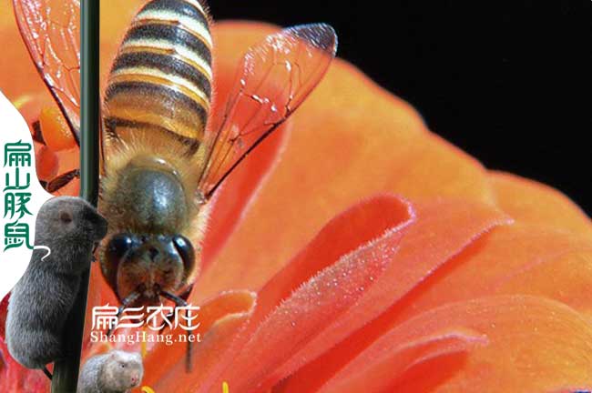 隨州中蜂群批發(fā) 隨州中蜂群批發(fā)