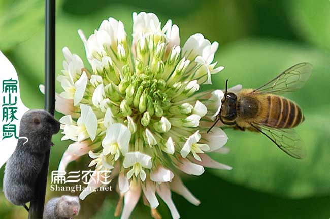 十堰蜜蜂養(yǎng)殖技術(shù)