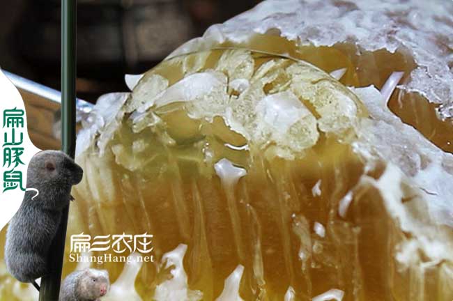 武漢蜂巢蜜批發(fā)