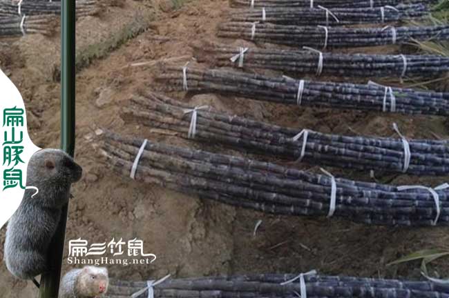 南山竹鼠養(yǎng)殖
