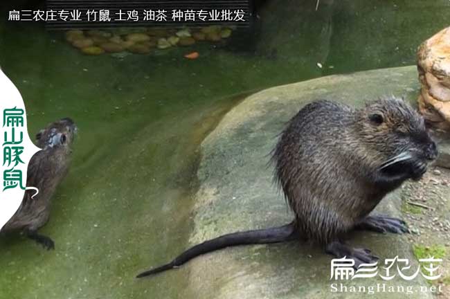 竹鼠舍對溫度的敏感