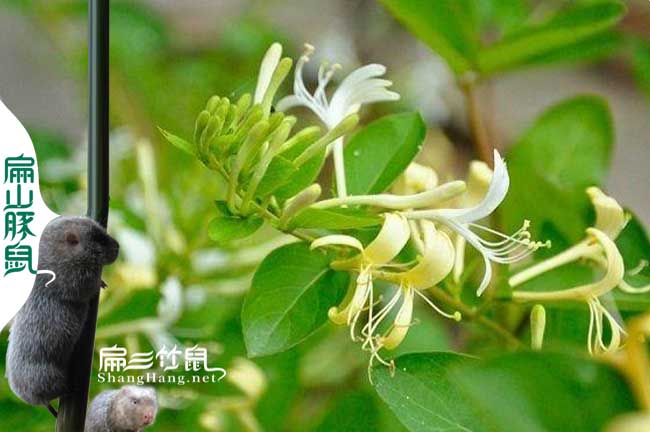 南平蜜蜂養(yǎng)殖技術