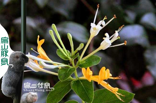 漳州蜜蜂養(yǎng)殖技術